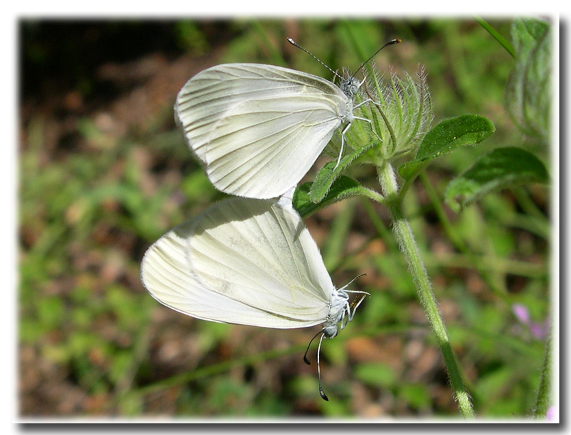 Leptidea sinapis